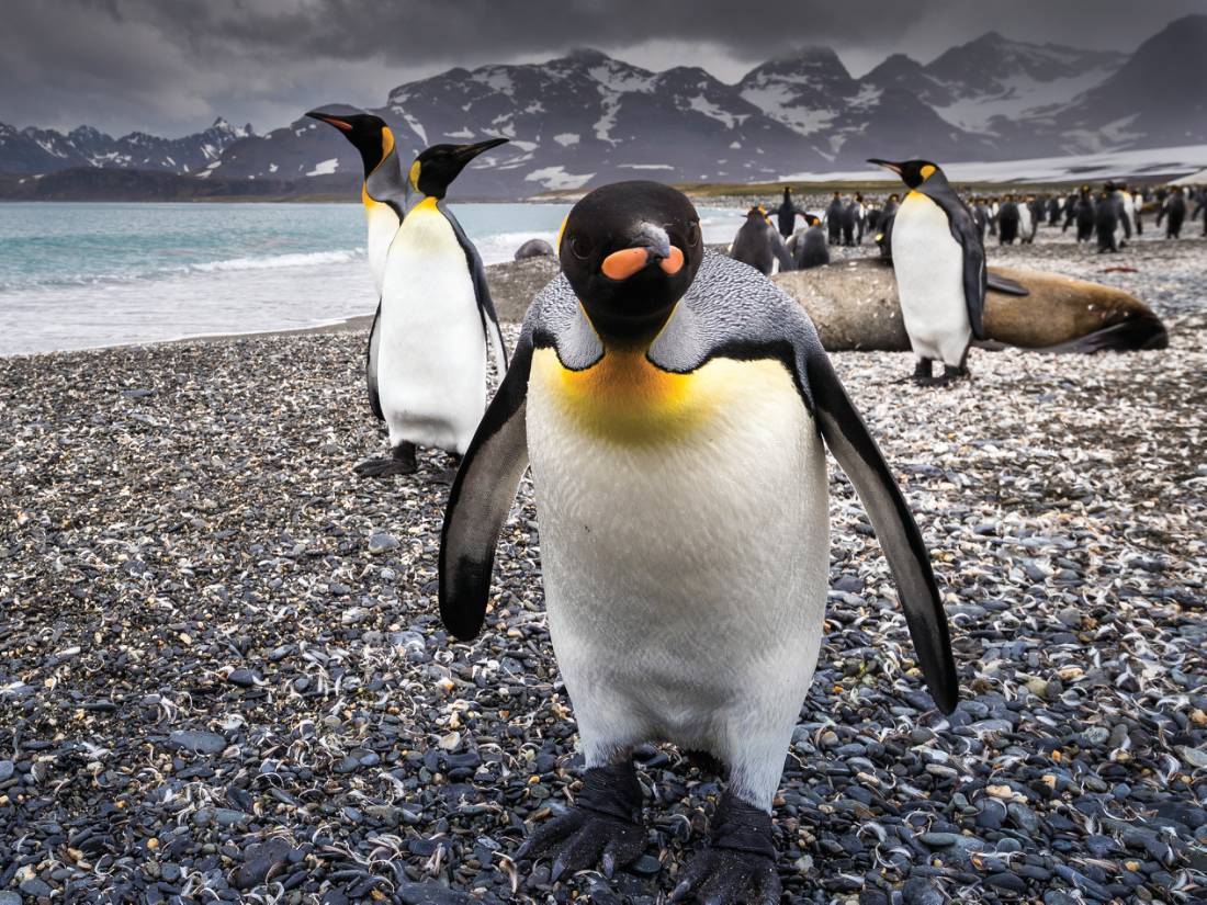 A curious King Penguin comes in for a closer inspection on South Georgia |  <i>Richard I'Anson</i>