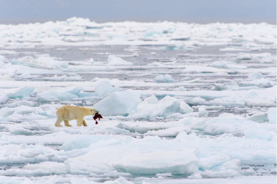 Polar bear catching prey in north of Svalbard Arctic, Norway