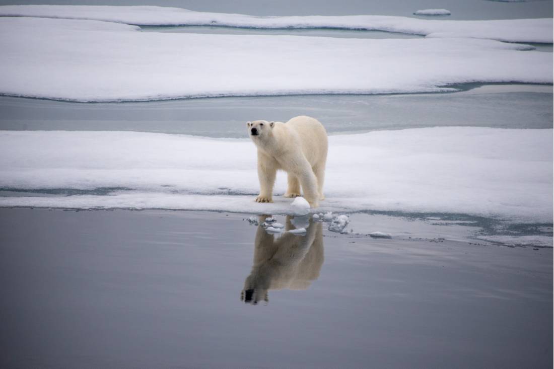 A polar bear checks surroundings in Svalbard |  <i>Toby Story</i>