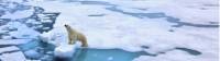 A Polar Bear  in the vast Arctic wilderness