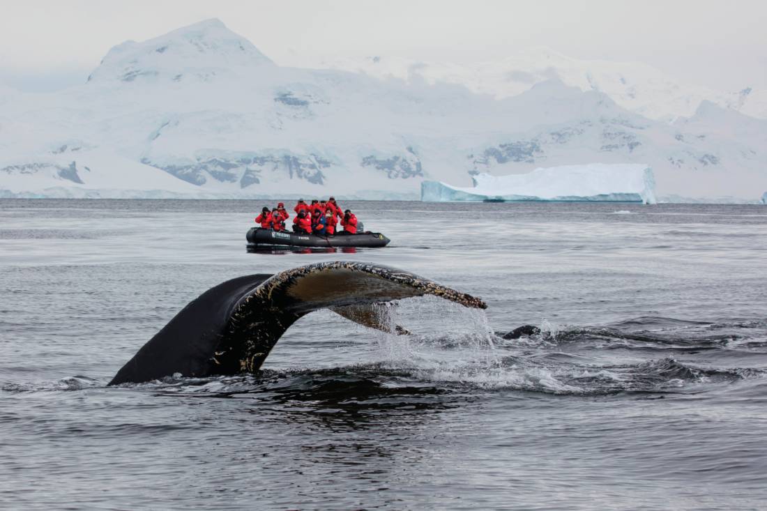 A humpback whale prepares to fluke in Antarctica |  <i>Holger Leue</i>