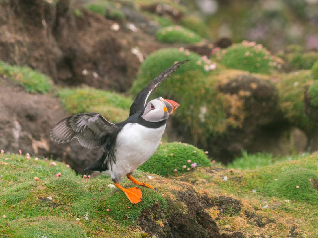Prolific birdlife including Atlantic puffins are found on Fair Isle in the Shetlands |  <i>Olga Parshina</i>