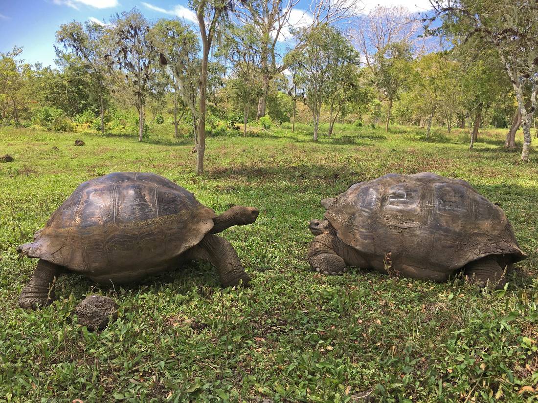 Meet giant tortoises on your Galapagos holiday |  <i>Janet Dutton</i>