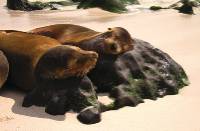 Sea lions resting on the Galapagos Islands |  <i>Ian Cooper</i>