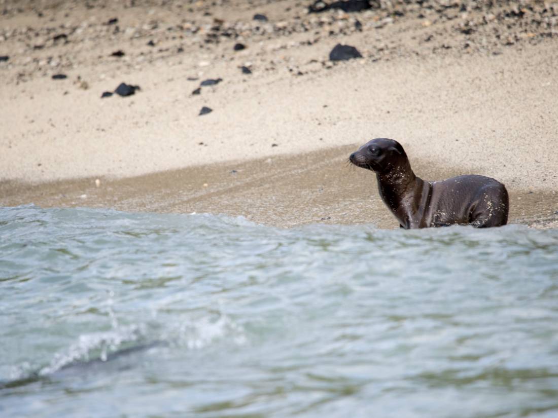 A young fur seal pup surveys the ocean |  <i>Alex Cearns | Houndstooth Studios</i>