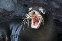 A sea lion in the Galapagos Islands |  <i>Alex Cearns | Houndstooth Studios</i>