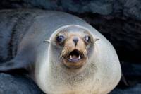 Fur seal in the Galapagos Islands |  <i>Alex Cearns | Houndstooth Studios</i>