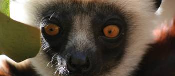 Madagascan Lemur | Ken Harris