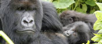 Up close and personal with the Gorillas in Rwanda | Ian Williams