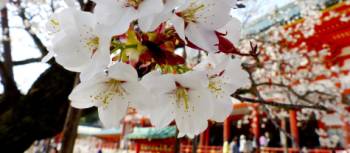 Japan's sakura blossom in spring | Yarachan