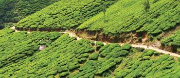 Tea plantations of Meesapulimala | Scott Pinnegar