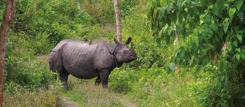 The majestic Asiatic Rhino | Zac Kostos