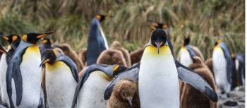 A King Penguin keeps a close eye on it's chick | Richard I'Anson