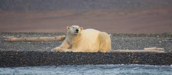 Polar bear relaxing at Drem-Khed on Wrangel Island | Rachel Imber