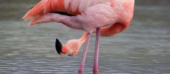 Flamingo in the Galapagos Islands | Houndstooth Studios