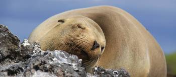 Sea Lion in the Galapagos islands | Ken Harris